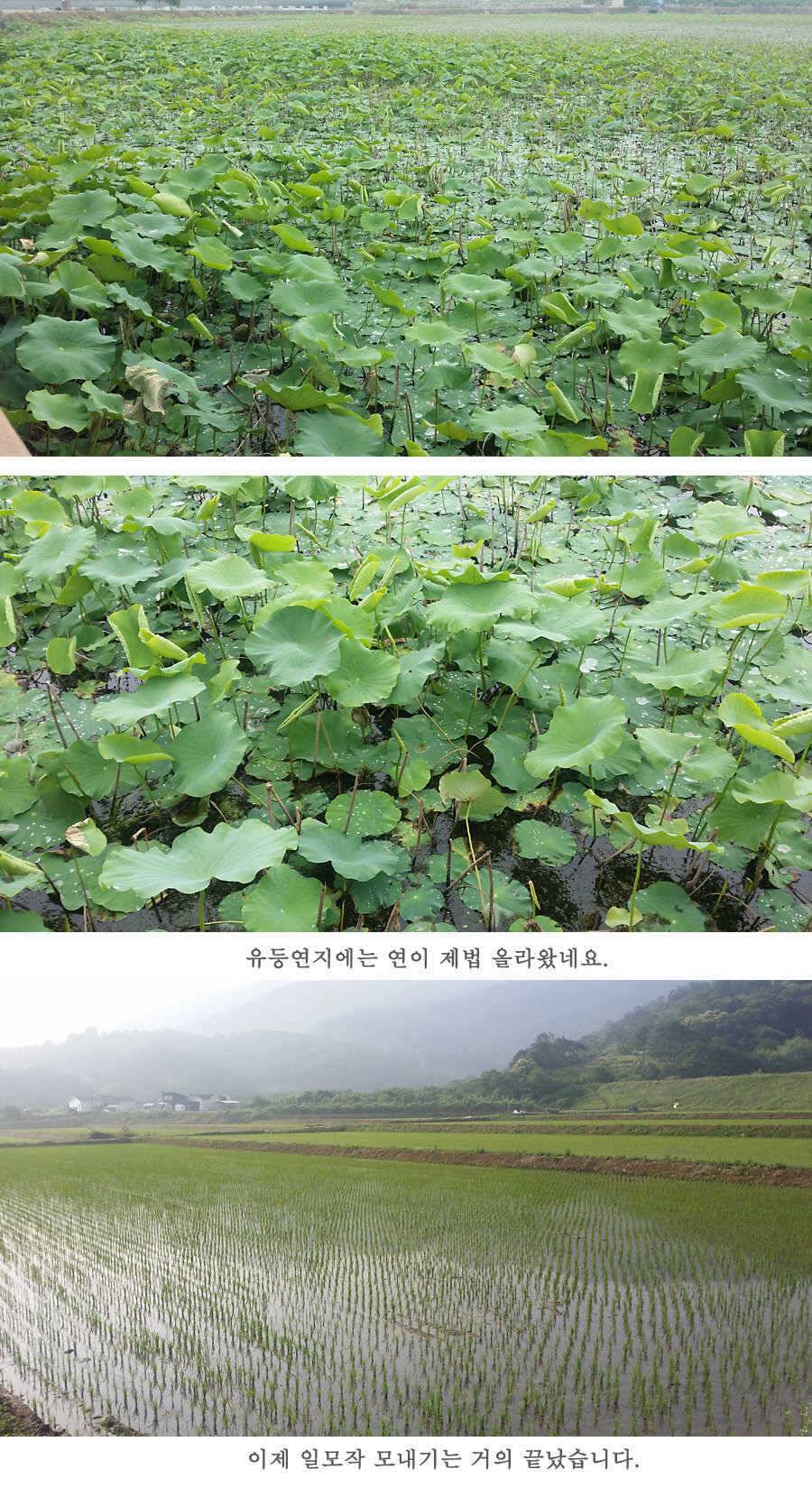 청도권 지난주 조황 (조황조행기 - 특파원조황)