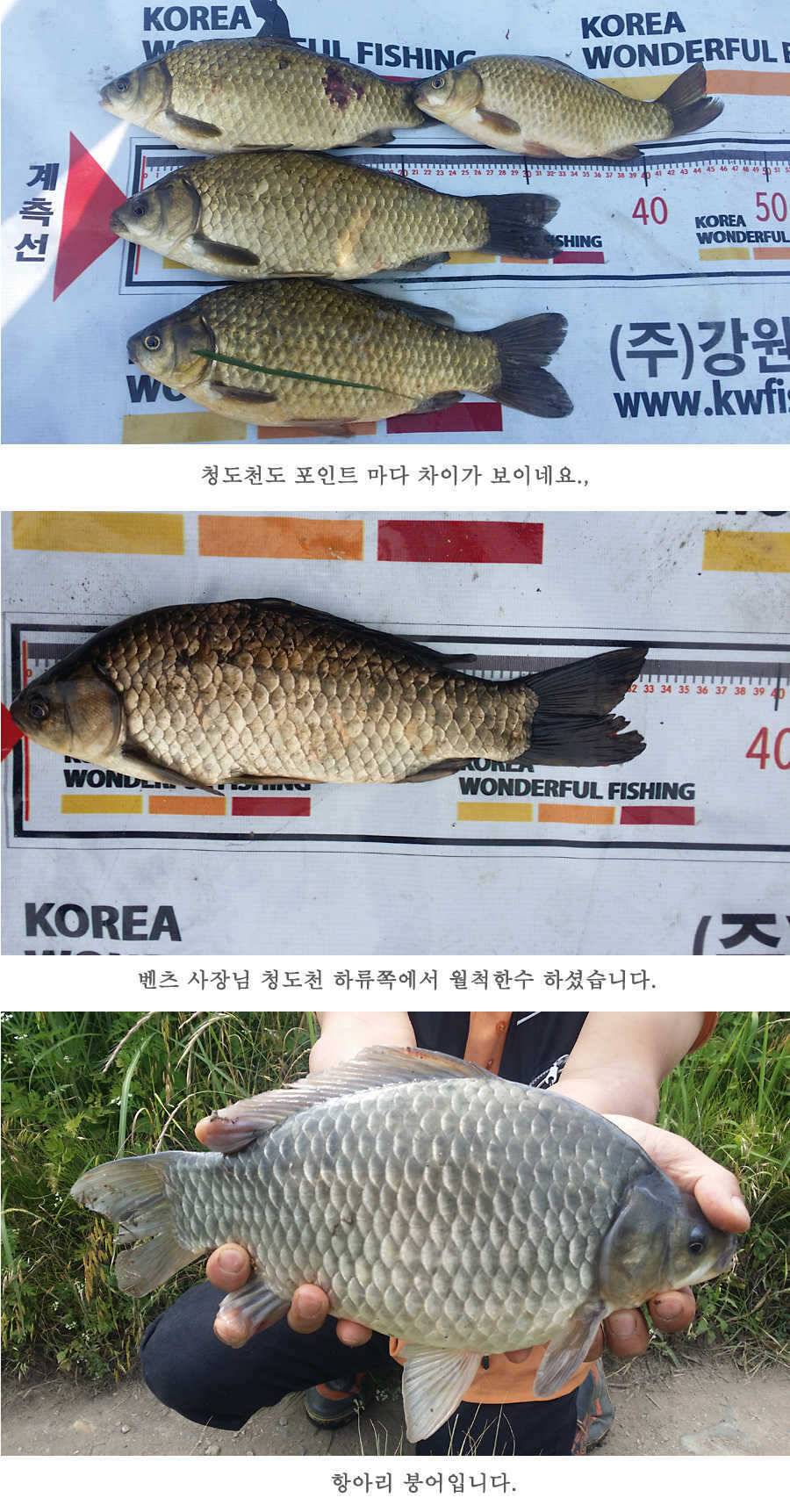 청도권 지난주 조황 (조황조행기 - 특파원조황)