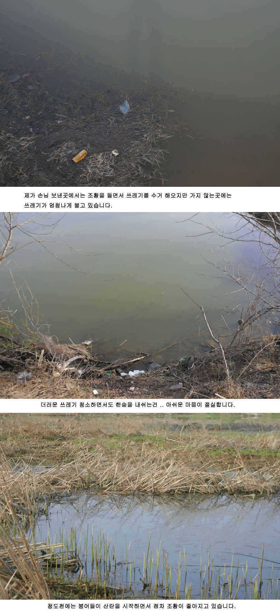 청도권 지난주 주중 주말 조황 (조황조행기 - 특파원조황)