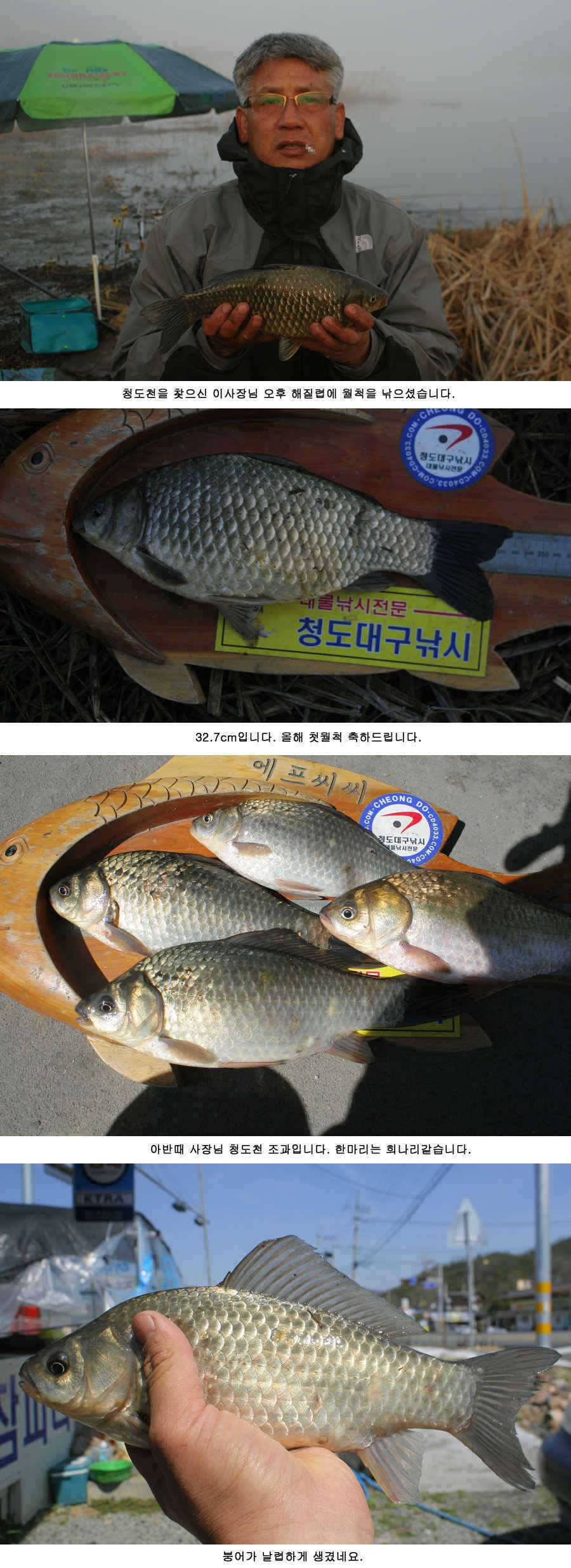 청도권 지난주 주중 주말 조황 (조황조행기 - 특파원조황)
