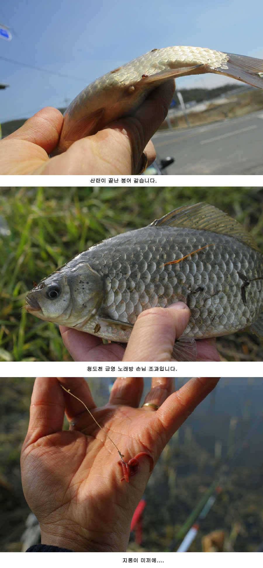 청도권 지난주 주중 주말 조황 (조황조행기 - 특파원조황)