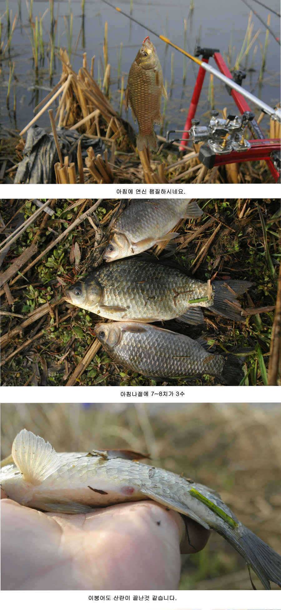 청도권 지난주 주중 주말 조황 (조황조행기 - 특파원조황)