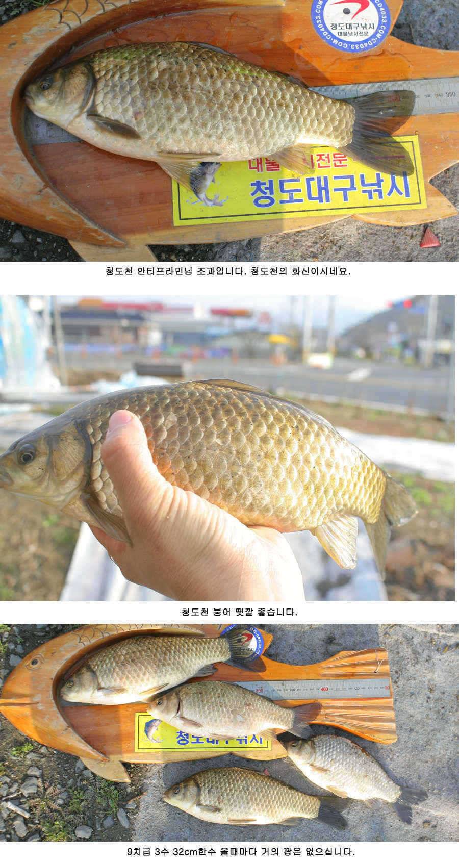 청도권 지난주 주중 주말 조황 (조황조행기 - 특파원조황)