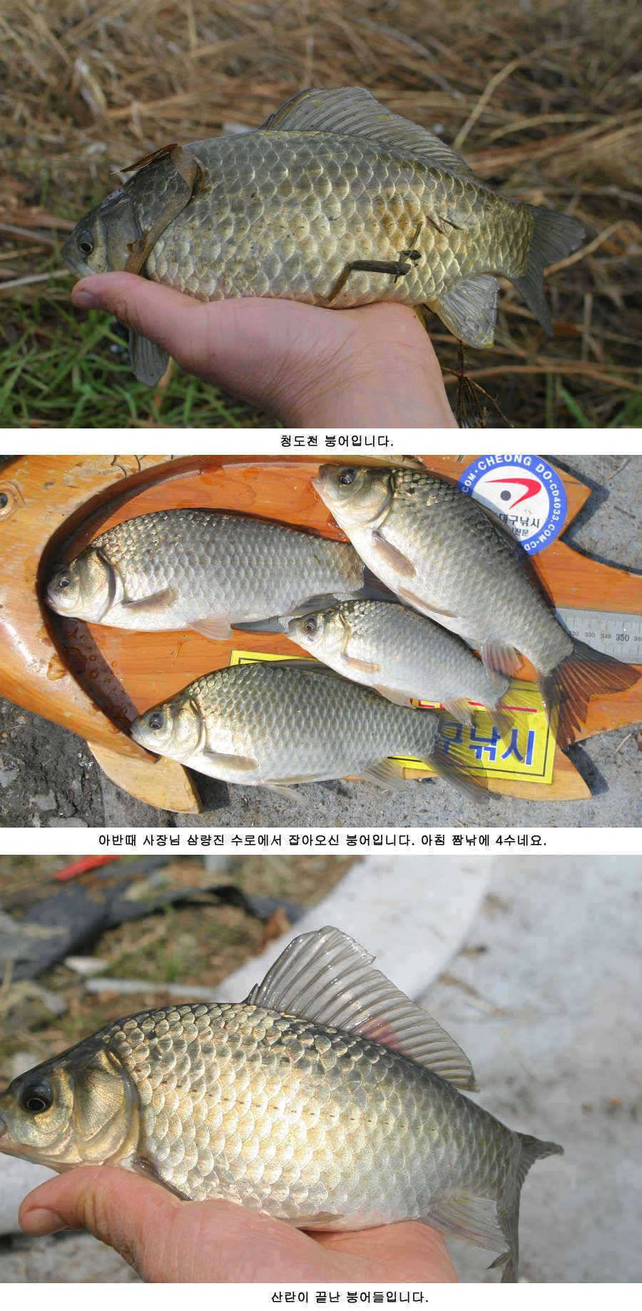 청도권 지난주 주중 주말 조황 (조황조행기 - 특파원조황)