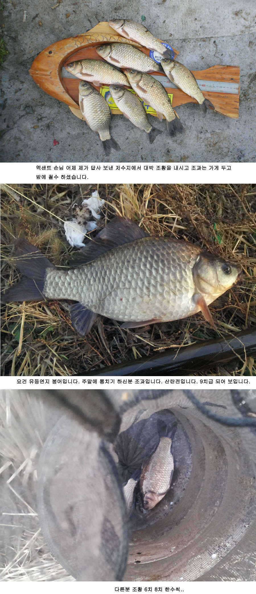 청도권 지난주 주중 주말 조황 (조황조행기 - 특파원조황)