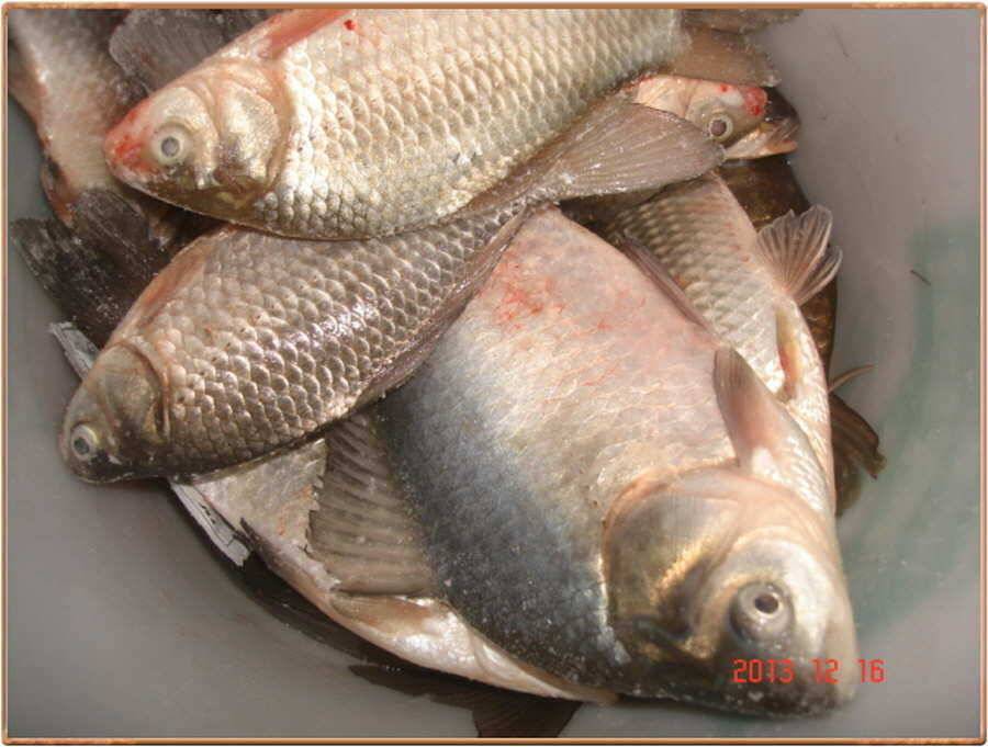 진위천 백봉권 조황소식 (조황조행기 - 특파원조황)