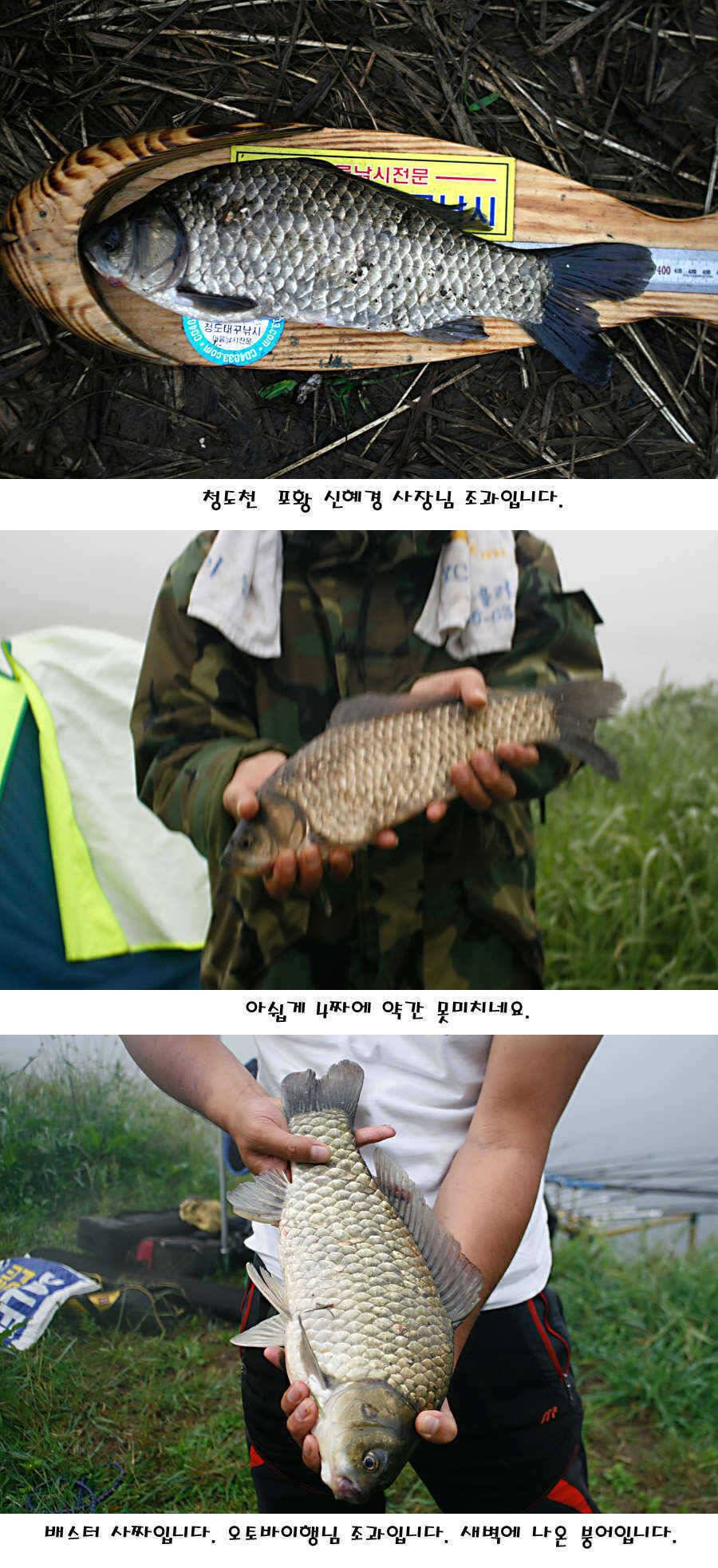 청도권 지난주 조황정보 (조황조행기 - 특파원조황)
