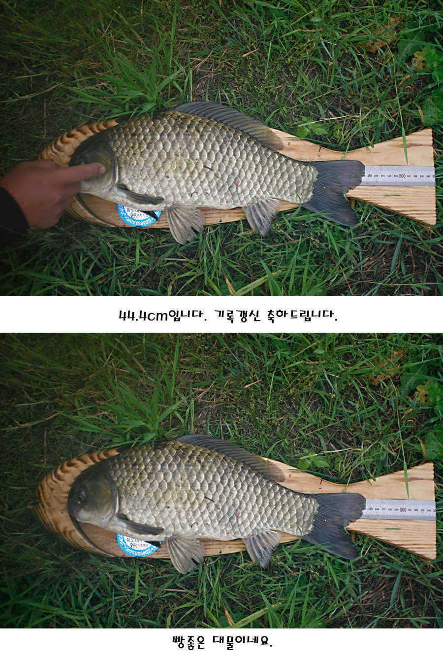 청도권 지난주 조황정보 (조황조행기 - 특파원조황)