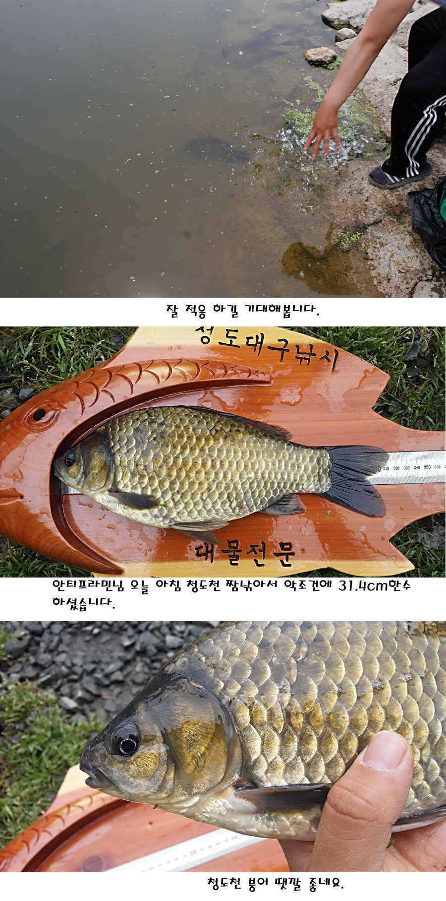 청도권 지난주 조황정보 (조황조행기 - 특파원조황)