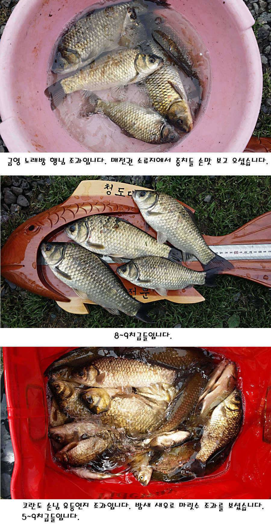 청도권 지난주 조황정보 (조황조행기 - 특파원조황)
