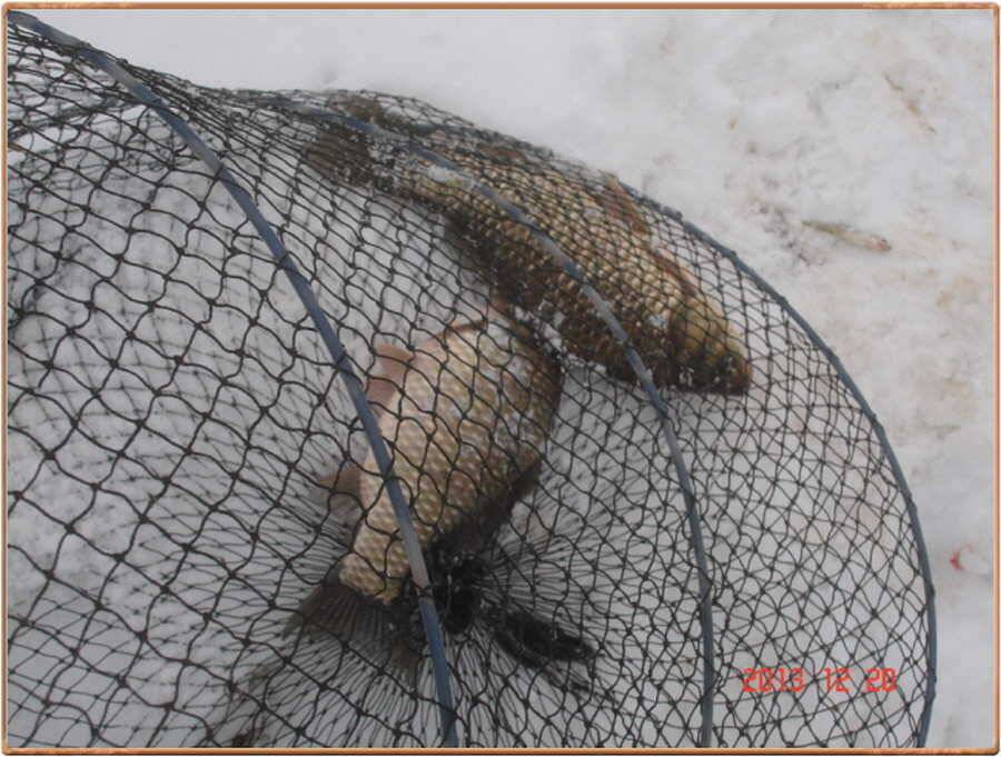 진위천 백봉권 조황소식 (조황조행기 - 특파원조황)