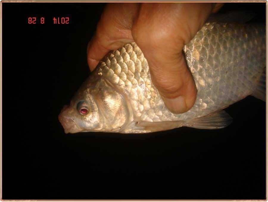 주중 진위천 조황 (조황조행기 - 특파원조황)