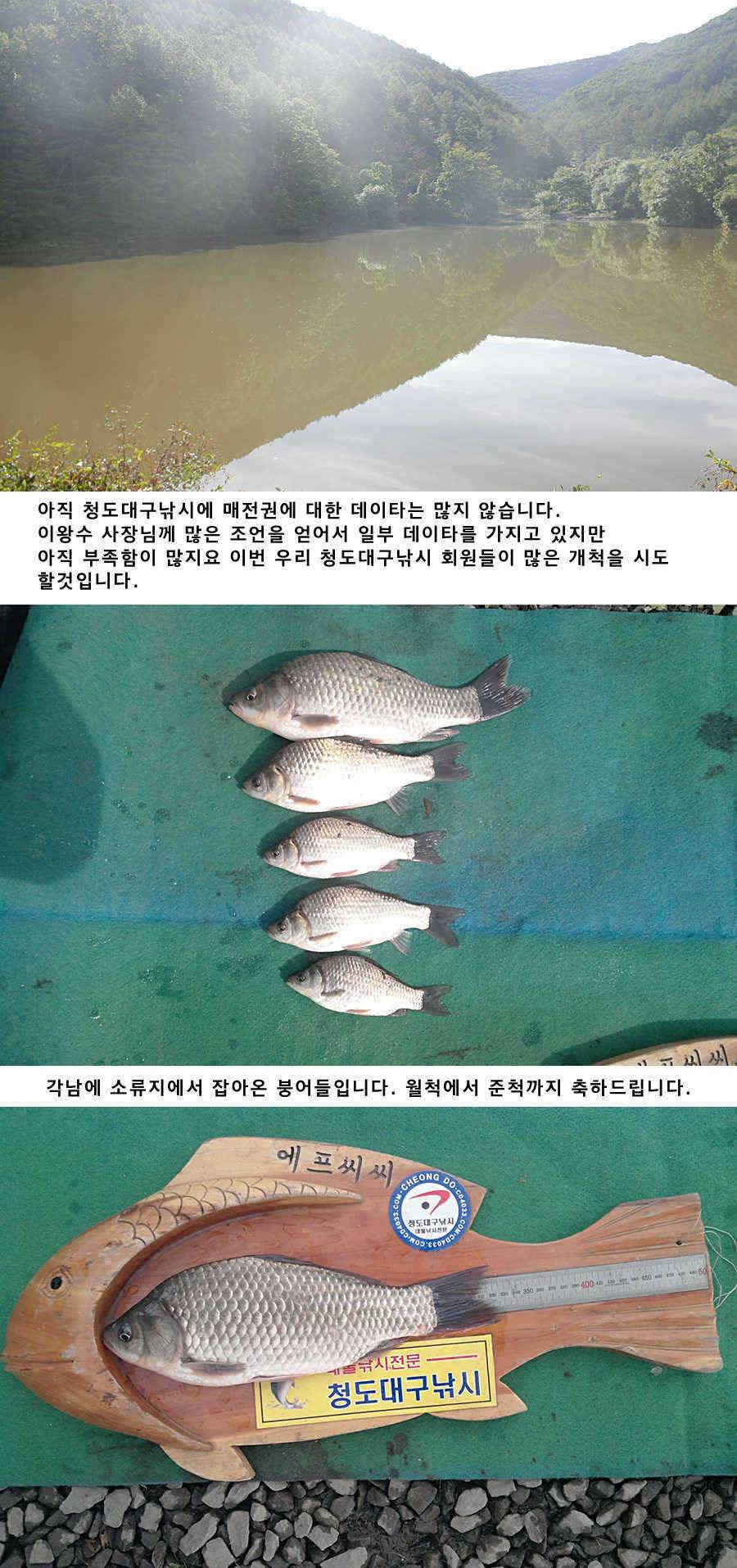 청도권 소류지에서 월척들이 (조황조행기 - 특파원조황)