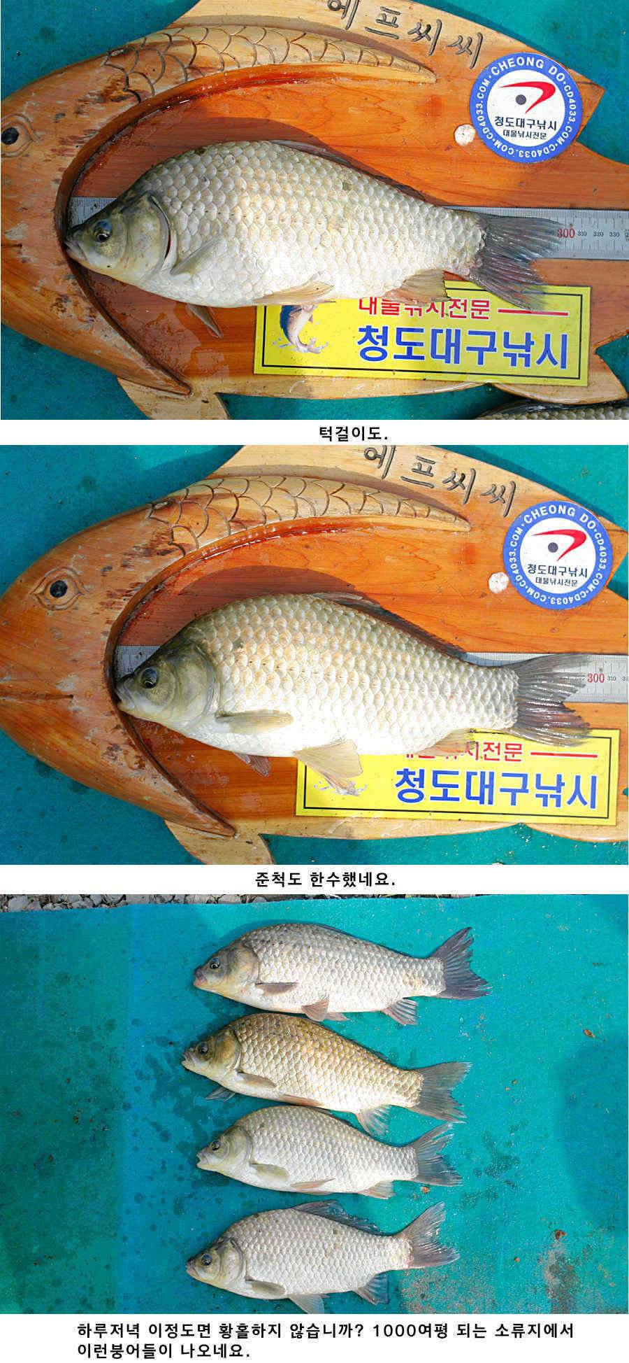 청도권 소류지에서 월척들이 (조황조행기 - 특파원조황)
