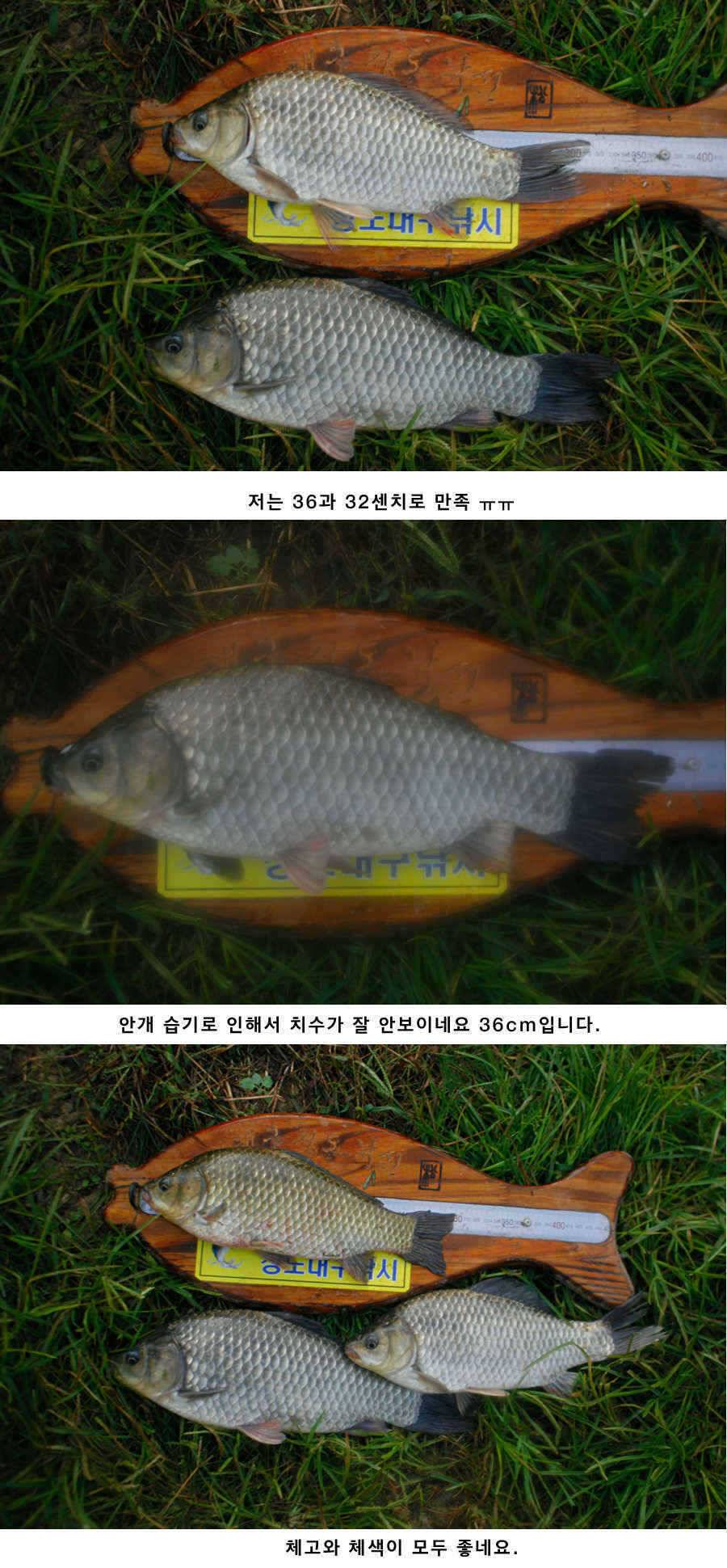 청도권 소류지에서 월척들이 (조황조행기 - 특파원조황)