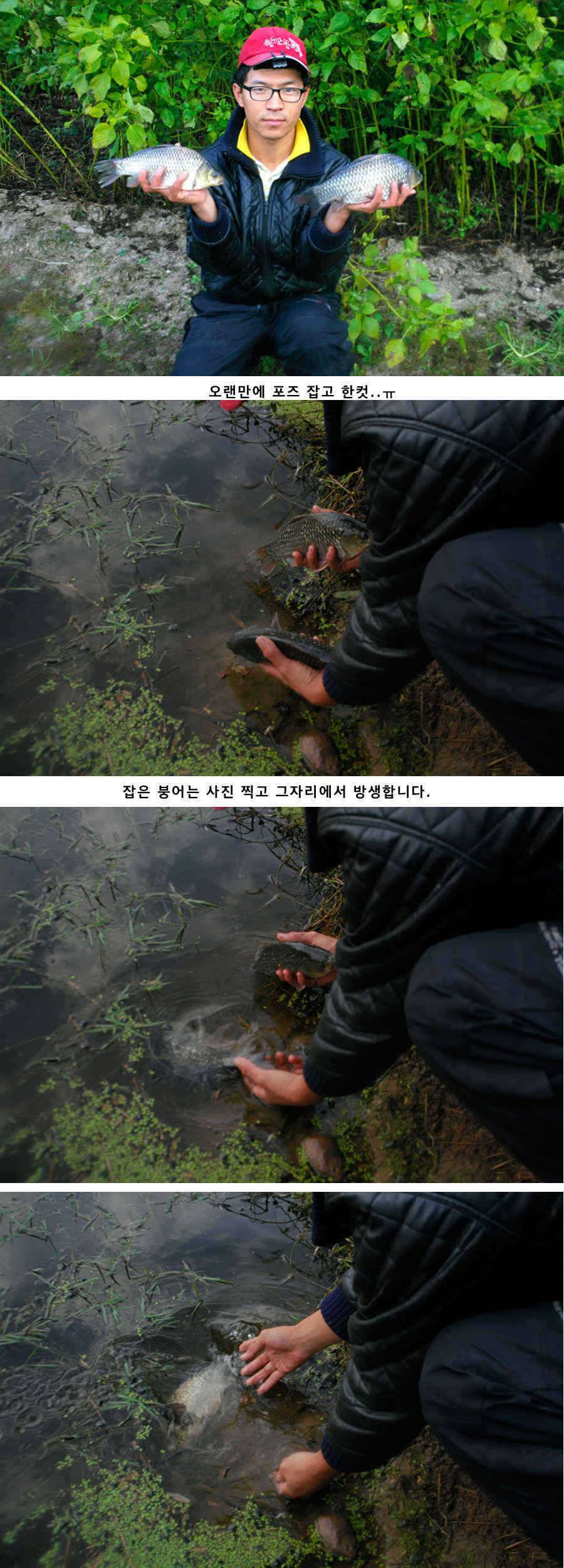 청도권 소류지에서 월척들이 (조황조행기 - 특파원조황)
