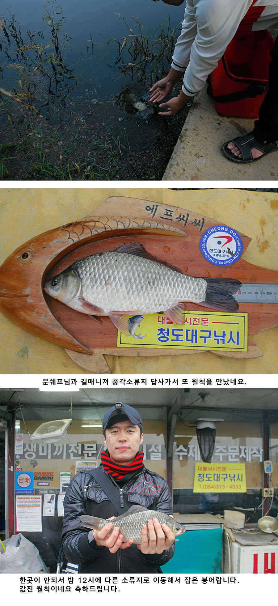청도권 소류지에서 월척들이 (조황조행기 - 특파원조황)