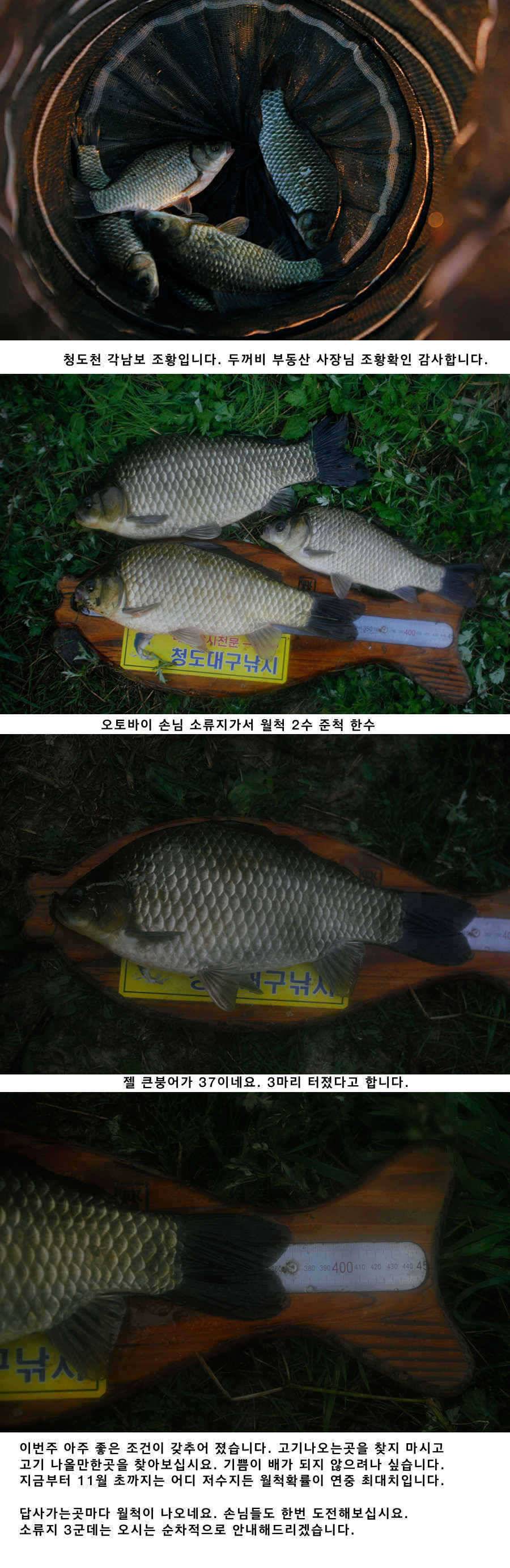 청도권 소류지에서 월척들이 (조황조행기 - 특파원조황)