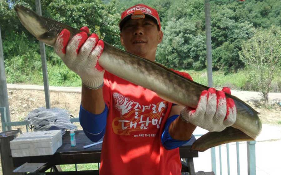 목벌 25kg 대물장어 하천 명서소식 (조황조행기 - 특파원조황)