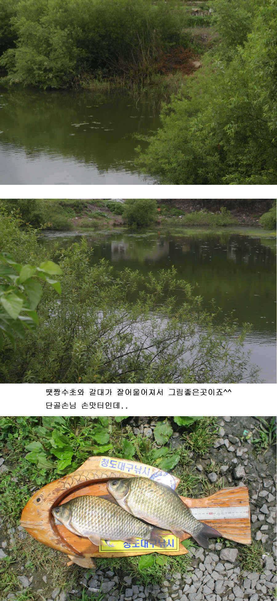 청도권 주중 주말 조황 (조황조행기 - 특파원조황)