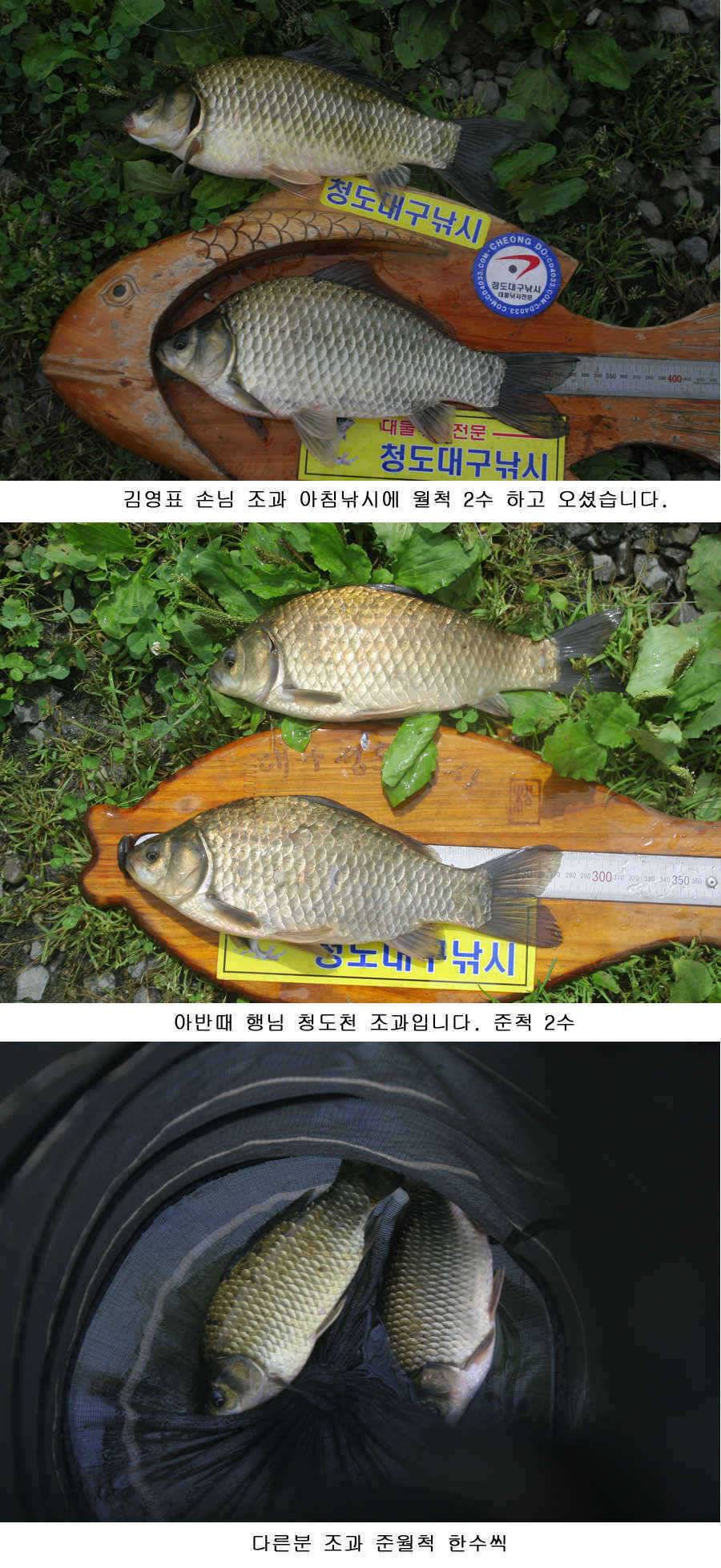 청도권 주중 주말 조황 (조황조행기 - 특파원조황)