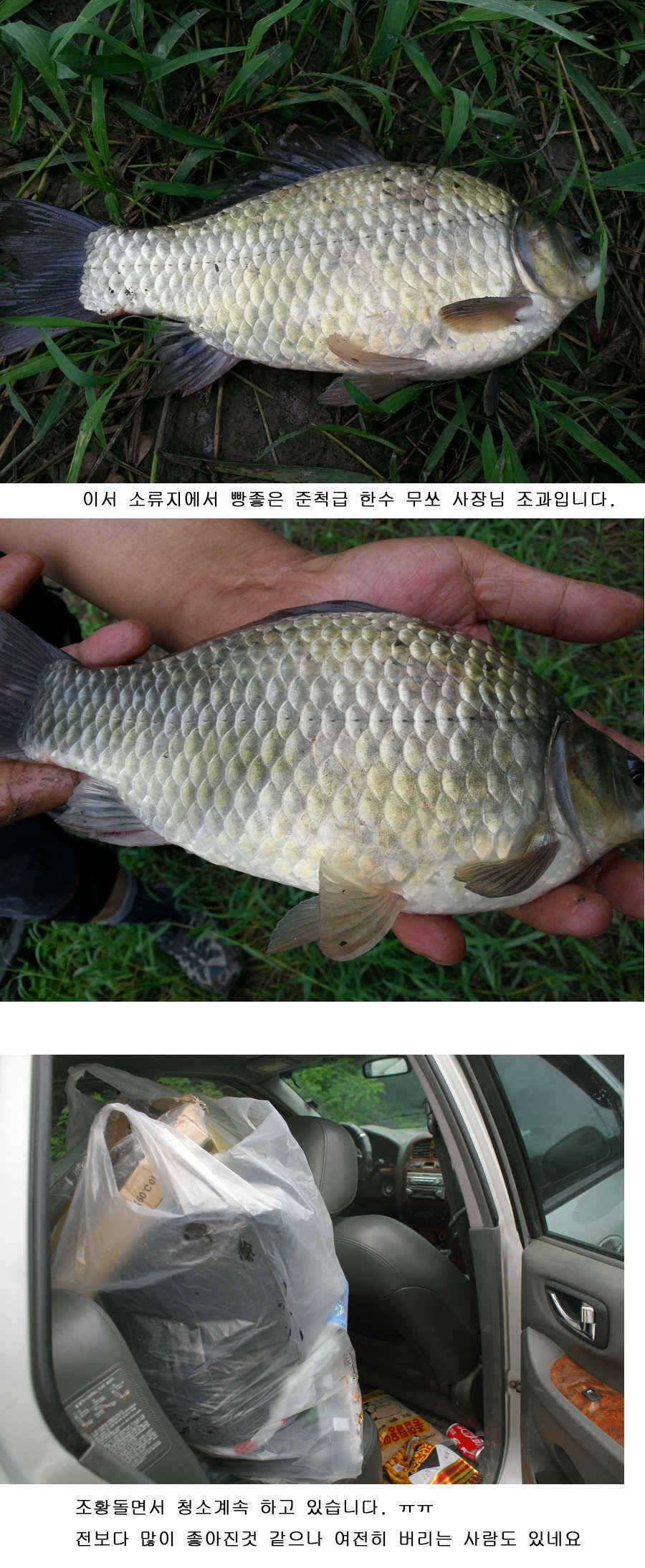 청도권 주중 주말 조황 (조황조행기 - 특파원조황)