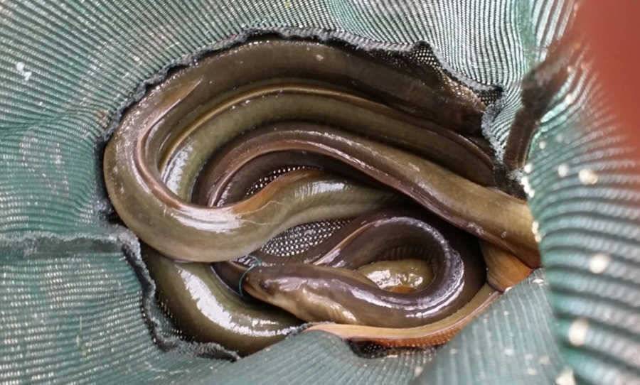 하천리 붕어 장어조황 소식입니다 (조황조행기 - 특파원조황)