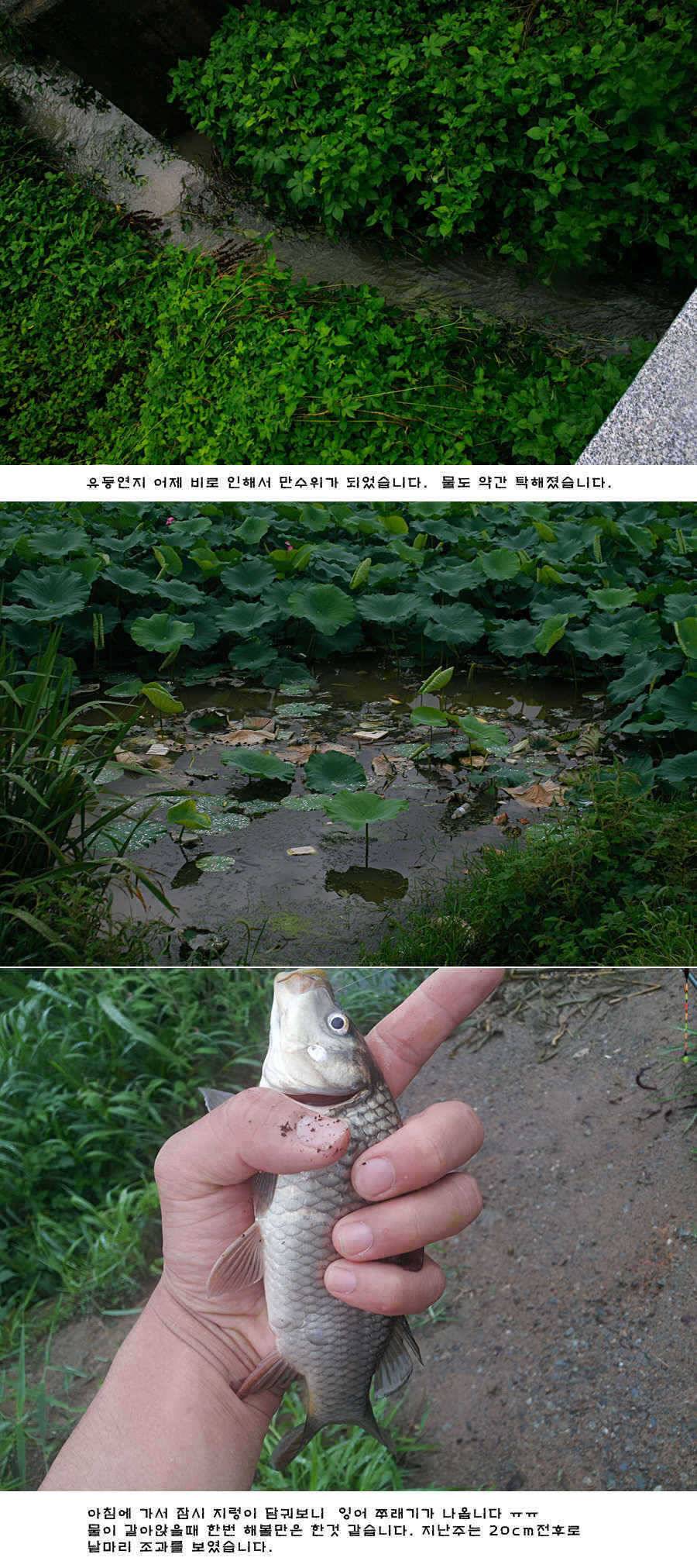 청도권 새물찬스 오름수위 호조황 (조황조행기 - 특파원조황)
