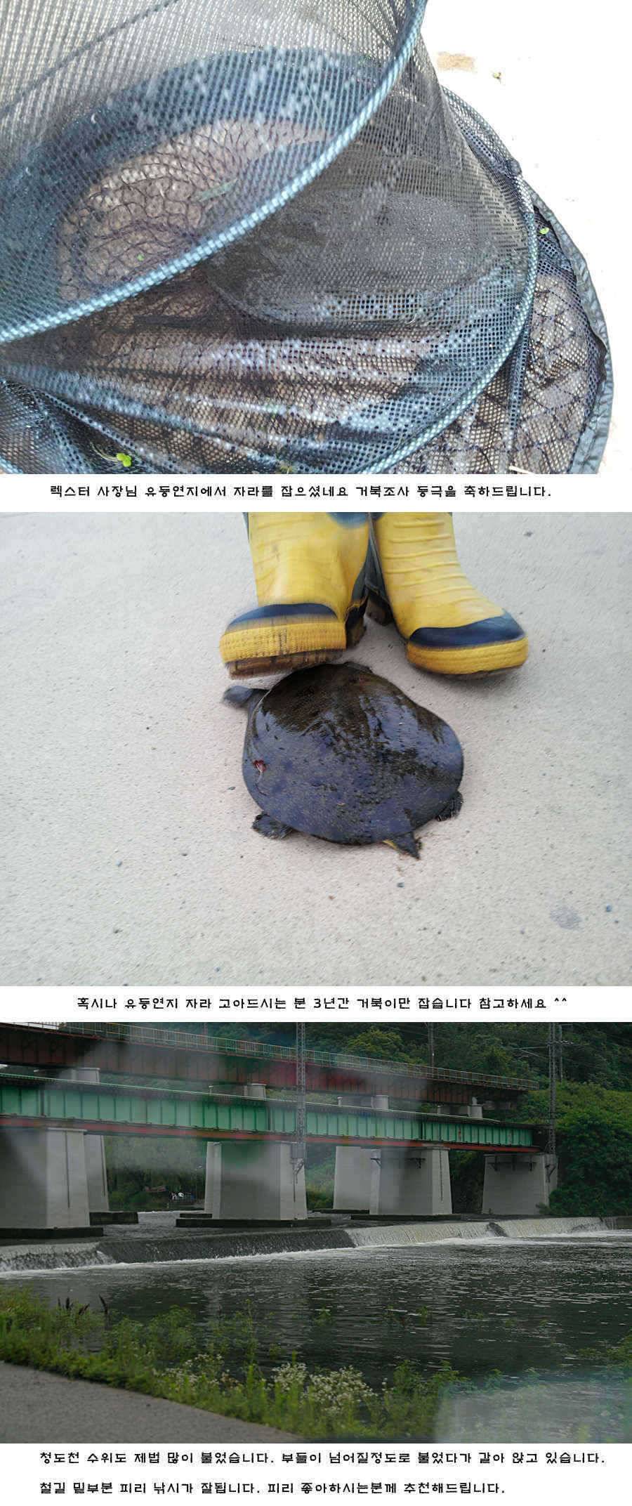 청도권 새물찬스 오름수위 호조황 (조황조행기 - 특파원조황)