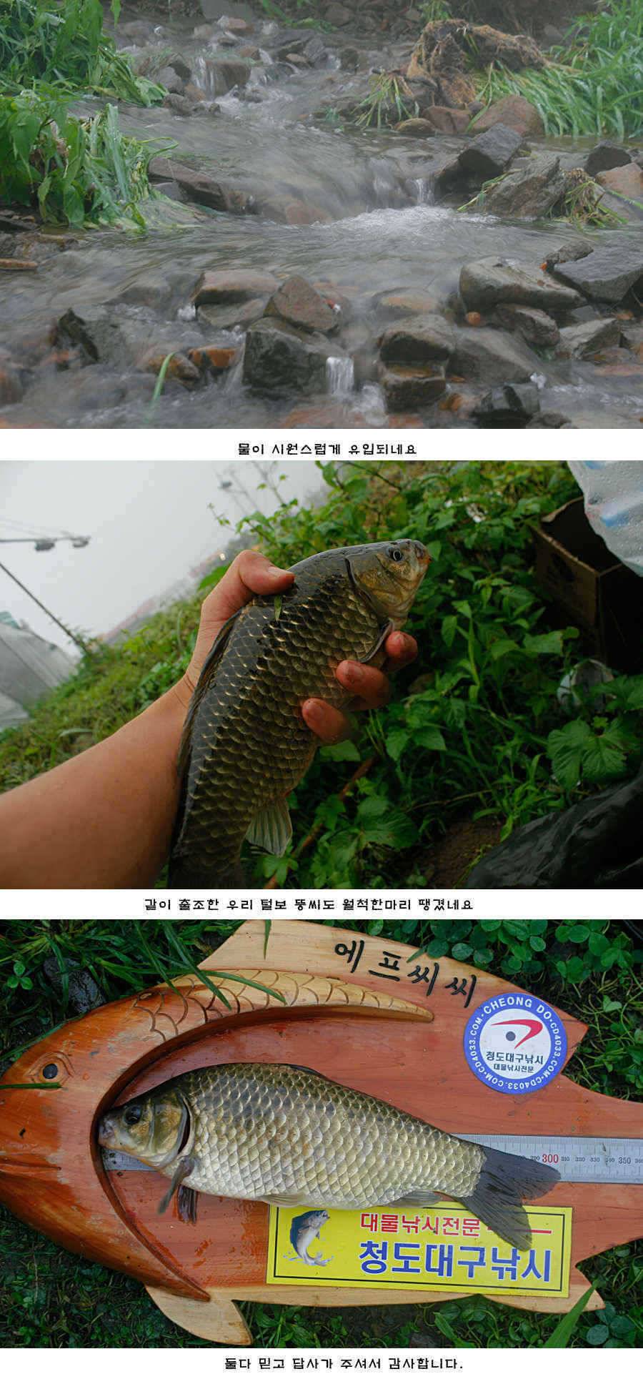 청도권 새물찬스 오름수위 호조황 (조황조행기 - 특파원조황)