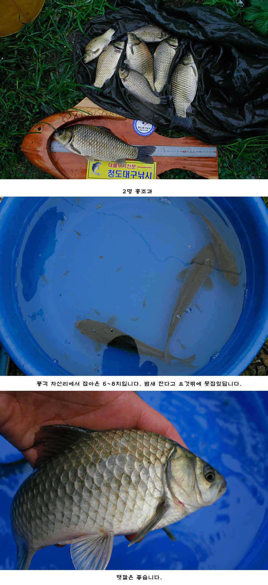 청도권 새물찬스 오름수위 호조황 (조황조행기 - 특파원조황)