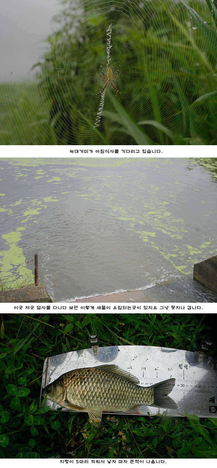 청도권 새물찬스 오름수위 호조황 (조황조행기 - 특파원조황)
