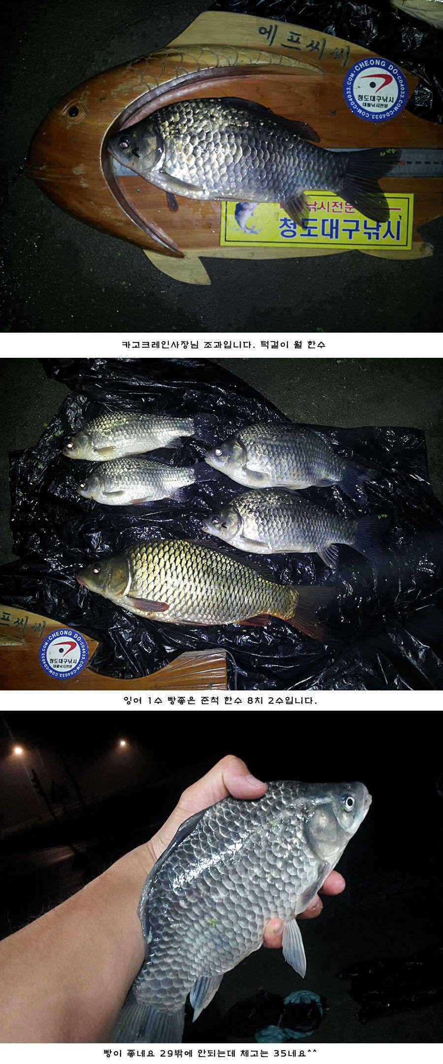 청도권 새물찬스 오름수위 호조황 (조황조행기 - 특파원조황)