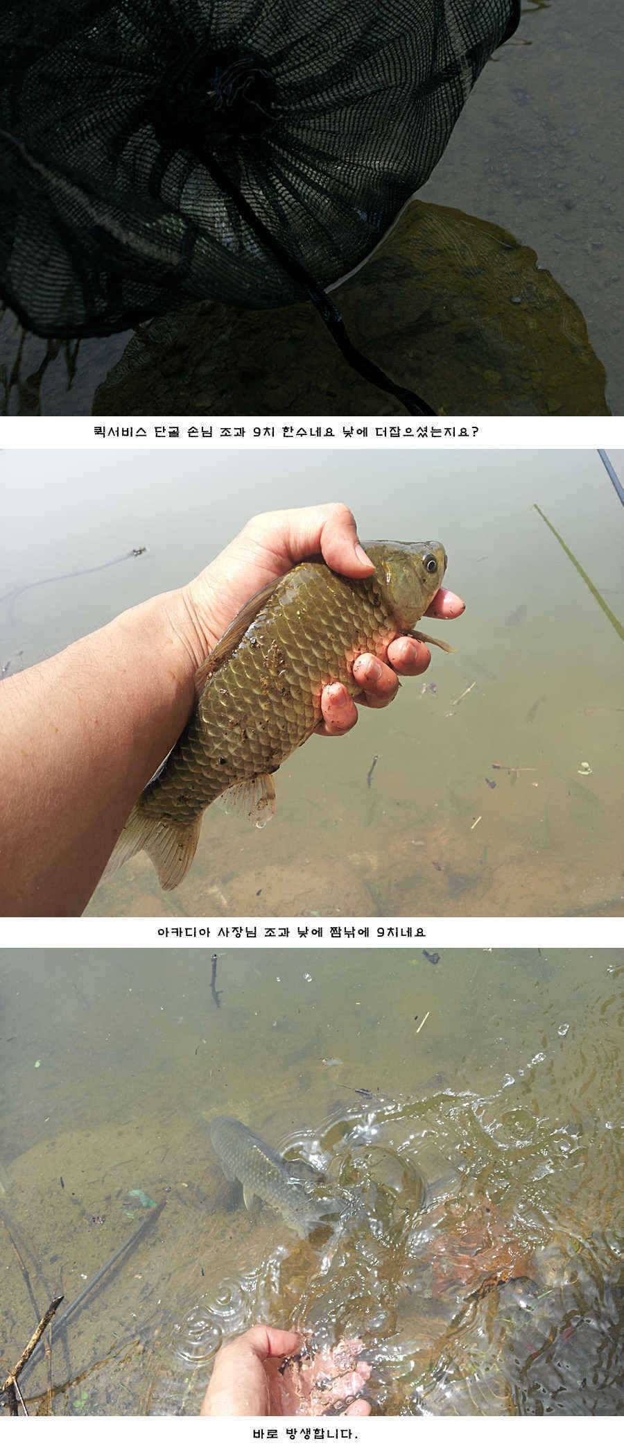 청도권 새물찬스 오름수위 호조황 (조황조행기 - 특파원조황)