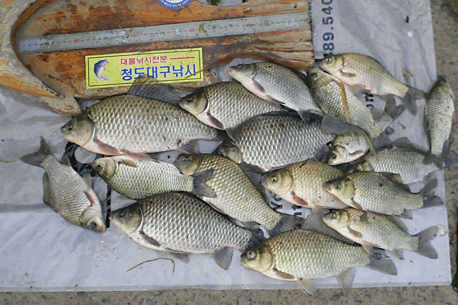 청도권 지난주 조황정보 (조황조행기 - 특파원조황)