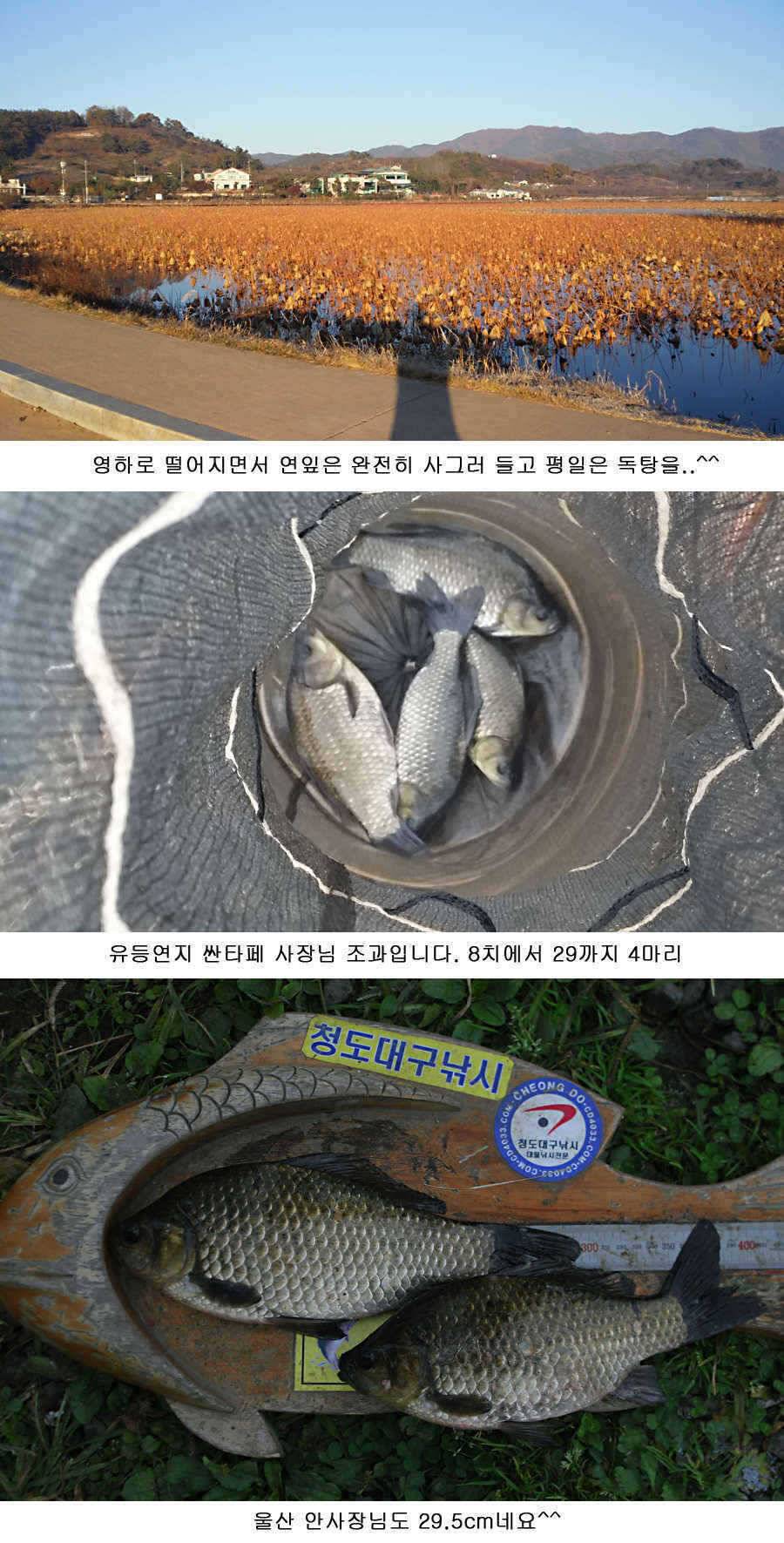청도권 지난주 조황정보 (조황조행기 - 특파원조황)