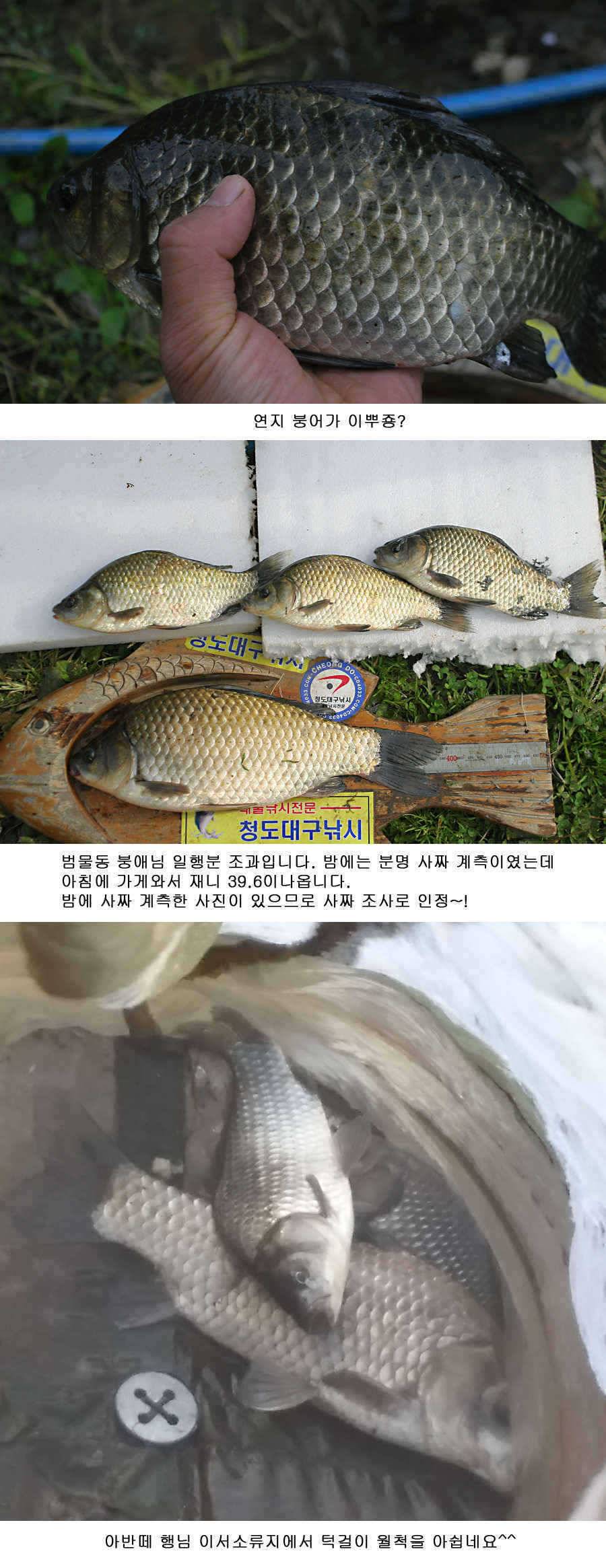 청도권 지난주 조황정보 (조황조행기 - 특파원조황)