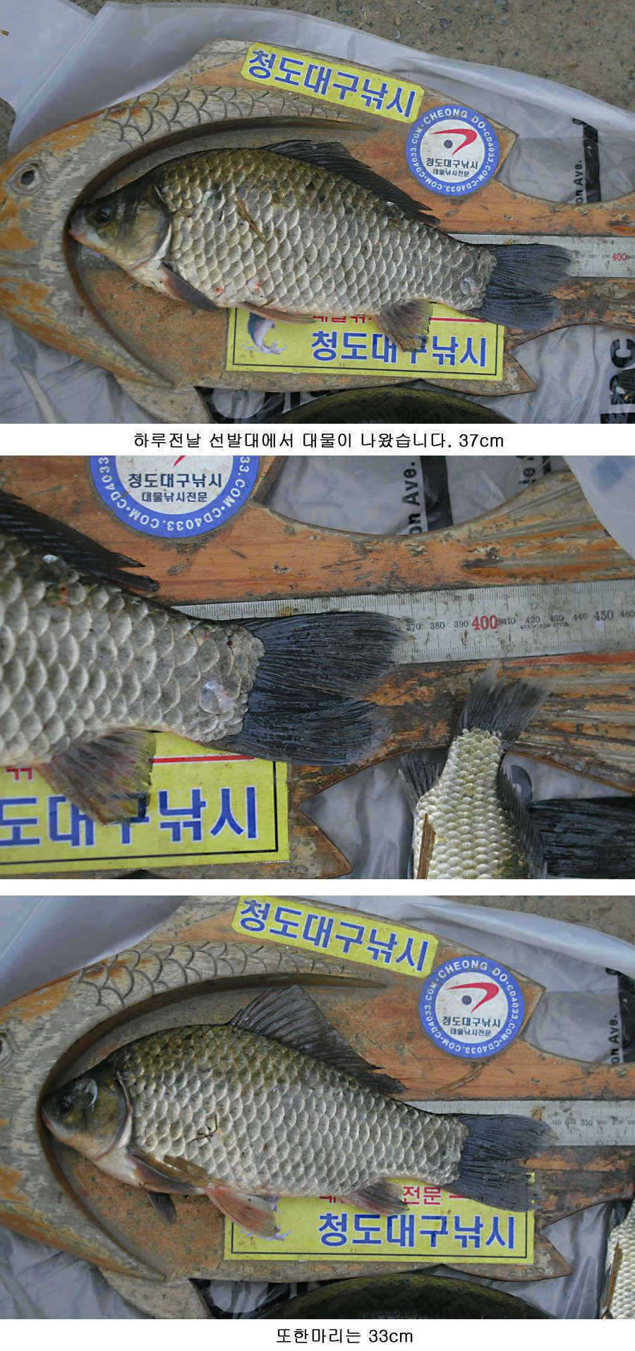 청도권 지난주 조황정보 (조황조행기 - 특파원조황)