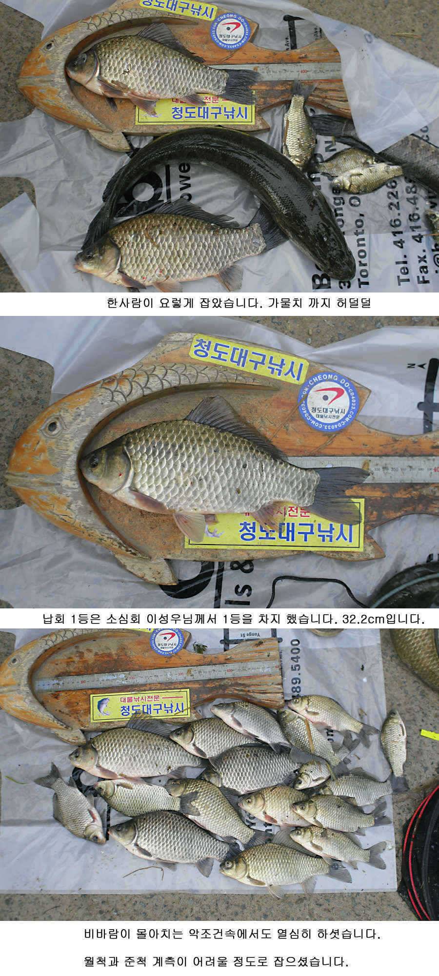 청도권 지난주 조황정보 (조황조행기 - 특파원조황)