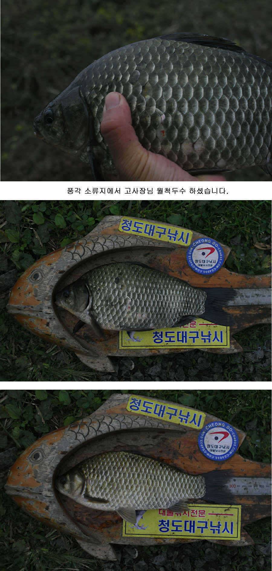청도권 지난주 조황정보 (조황조행기 - 특파원조황)