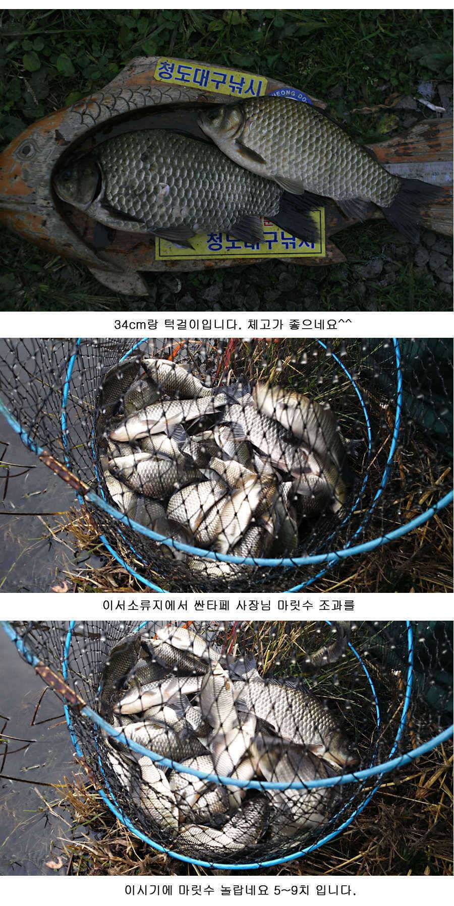 청도권 지난주 조황정보 (조황조행기 - 특파원조황)