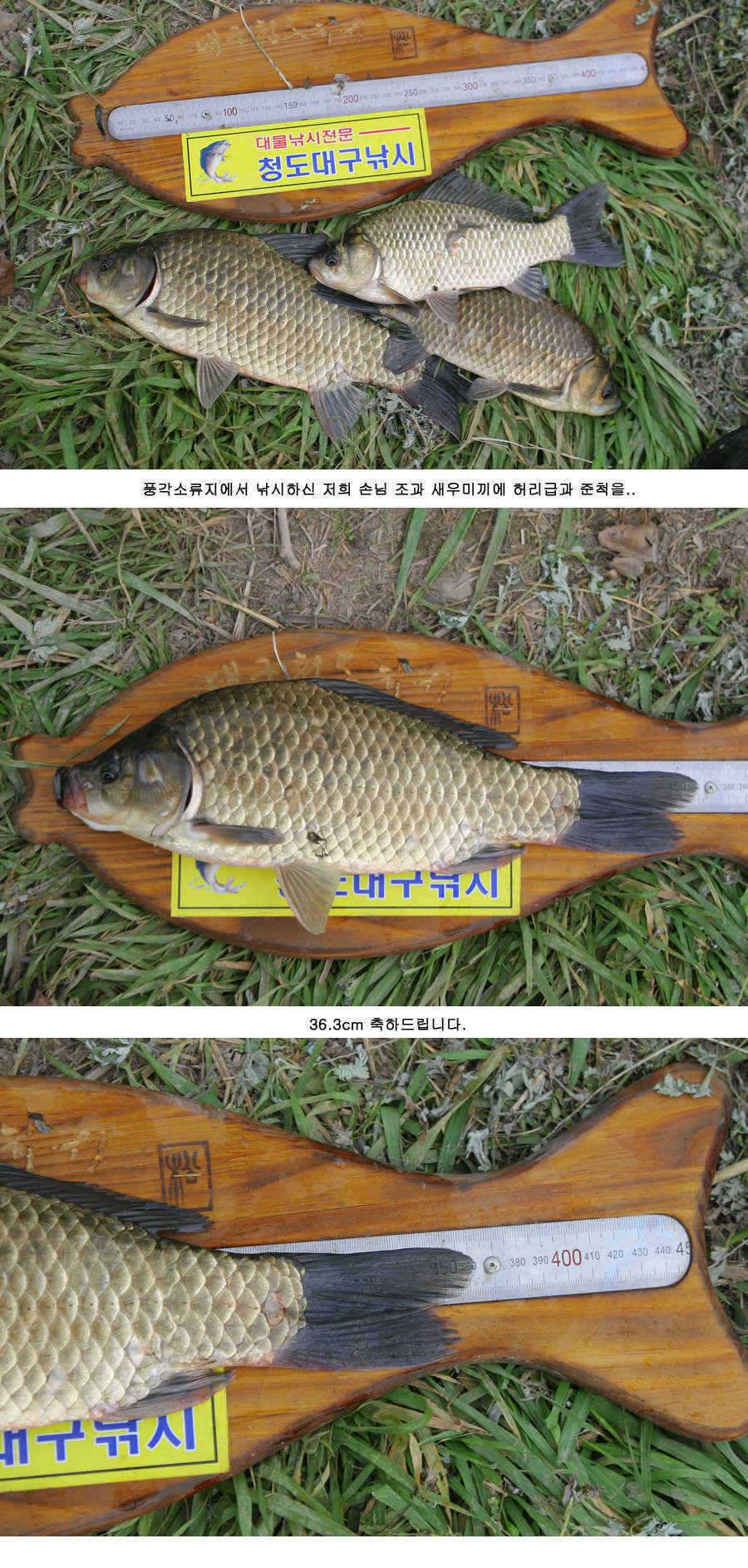 청도권 주말 조황30cm40cm호조황 (조황조행기 - 특파원조황)