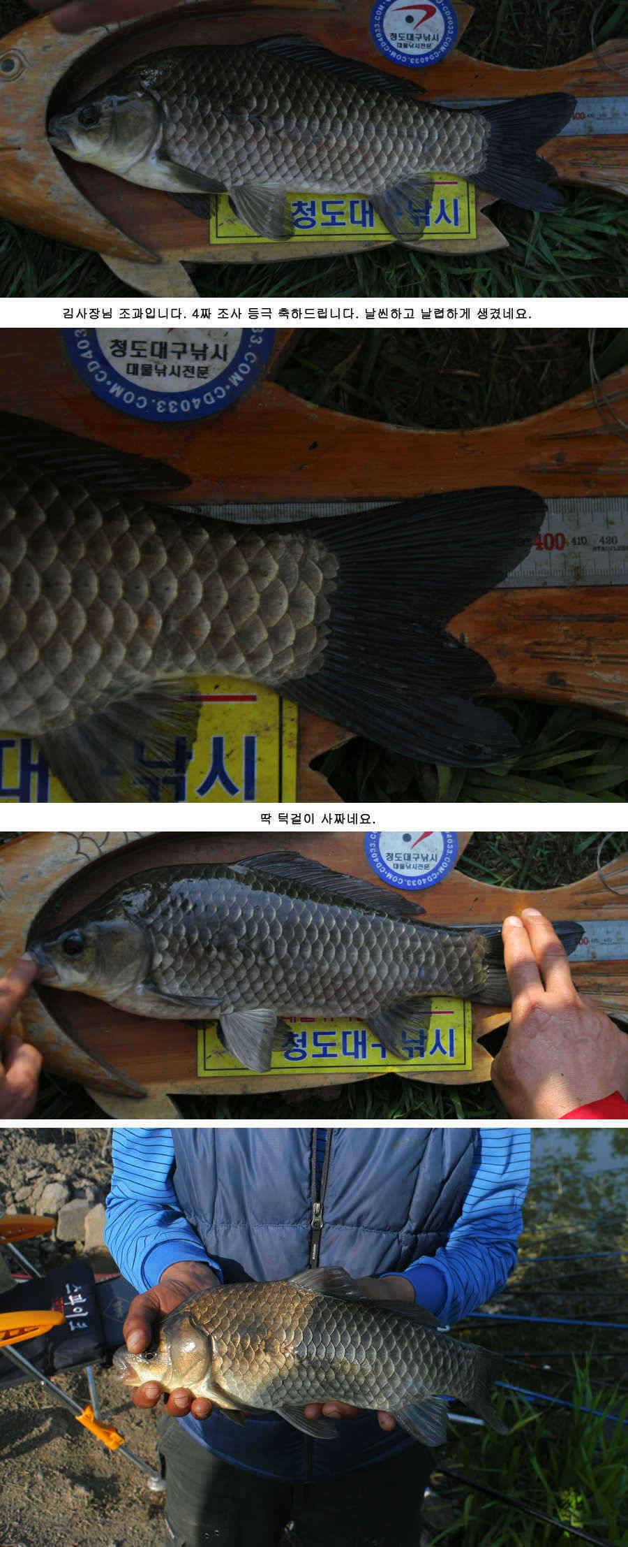 청도권 주말 조황30cm40cm호조황 (조황조행기 - 특파원조황)