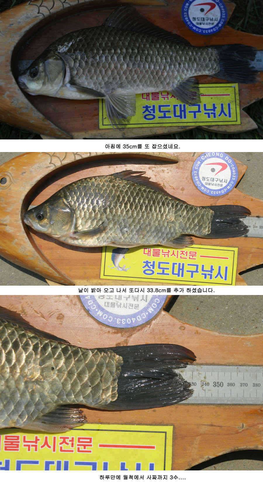 청도권 주말 조황30cm40cm호조황 (조황조행기 - 특파원조황)