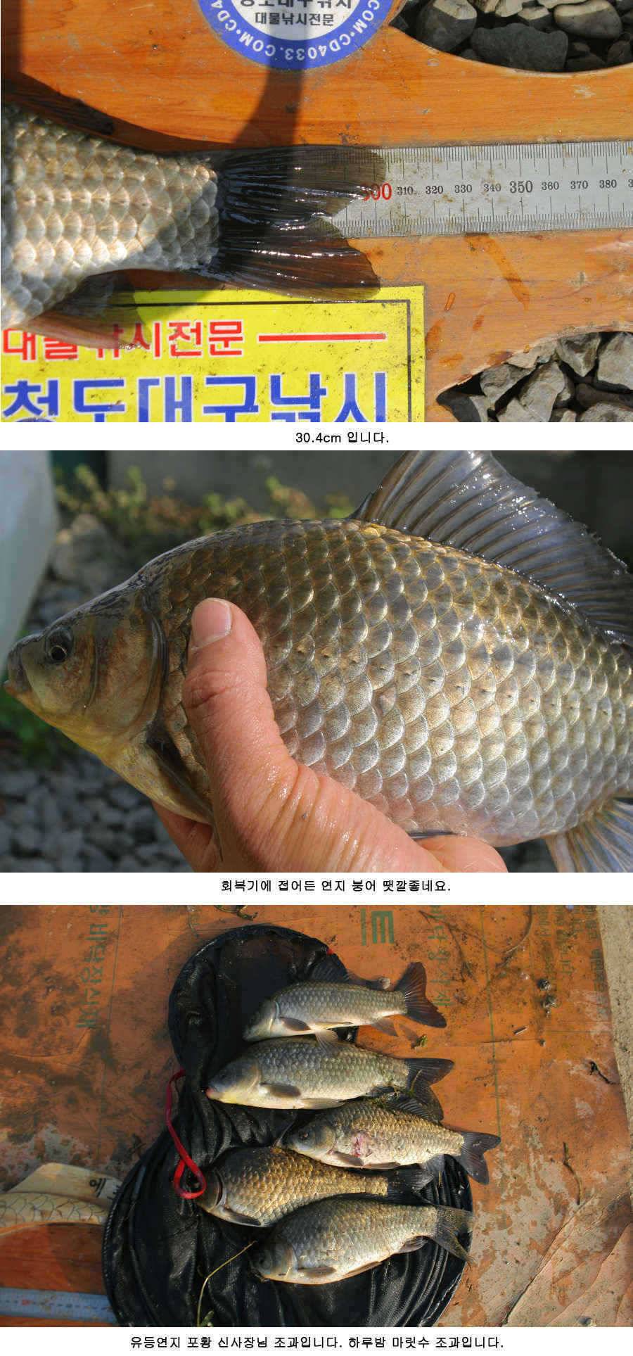청도권 주말 조황30cm40cm호조황 (조황조행기 - 특파원조황)