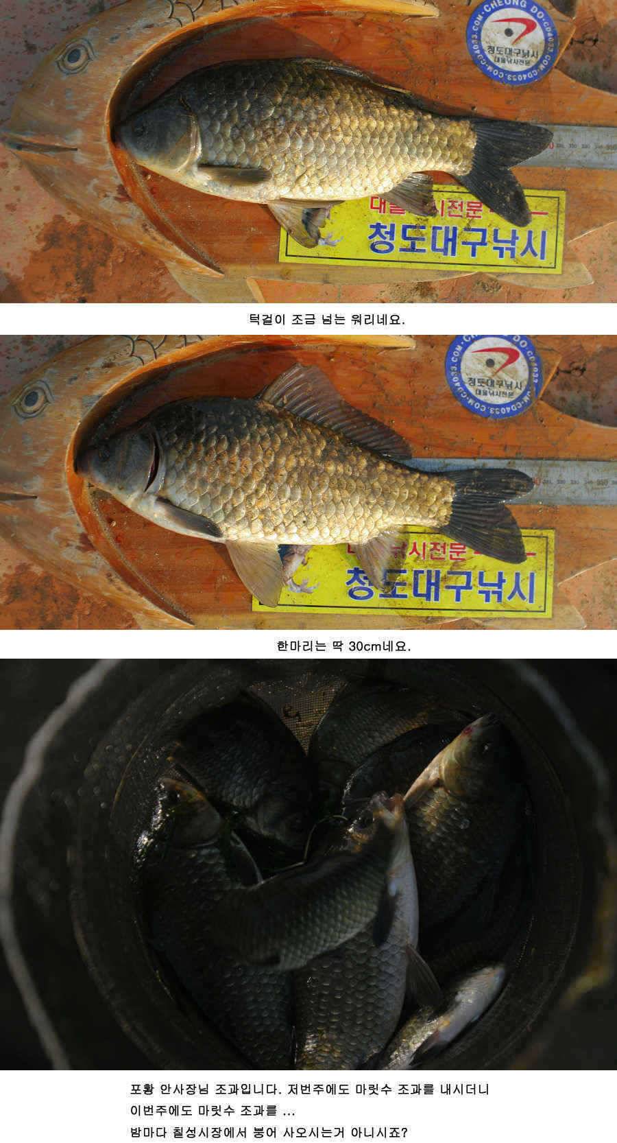 청도권 주말 조황30cm40cm호조황 (조황조행기 - 특파원조황)