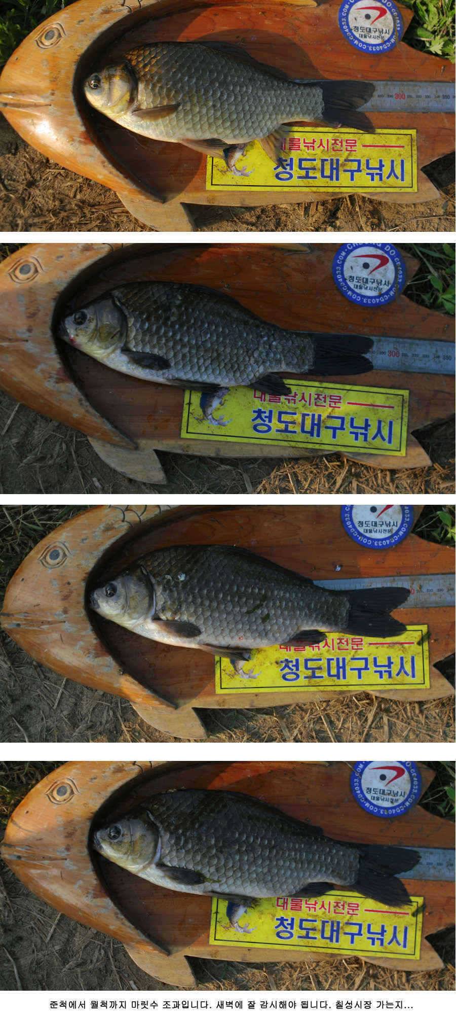 청도권 주말 조황30cm40cm호조황 (조황조행기 - 특파원조황)