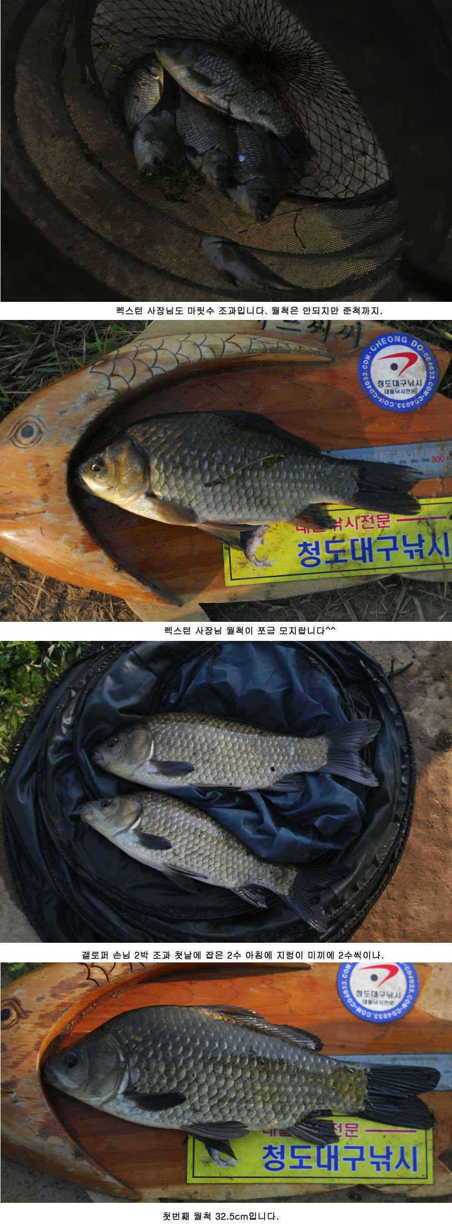청도권 주말 조황30cm40cm호조황 (조황조행기 - 특파원조황)