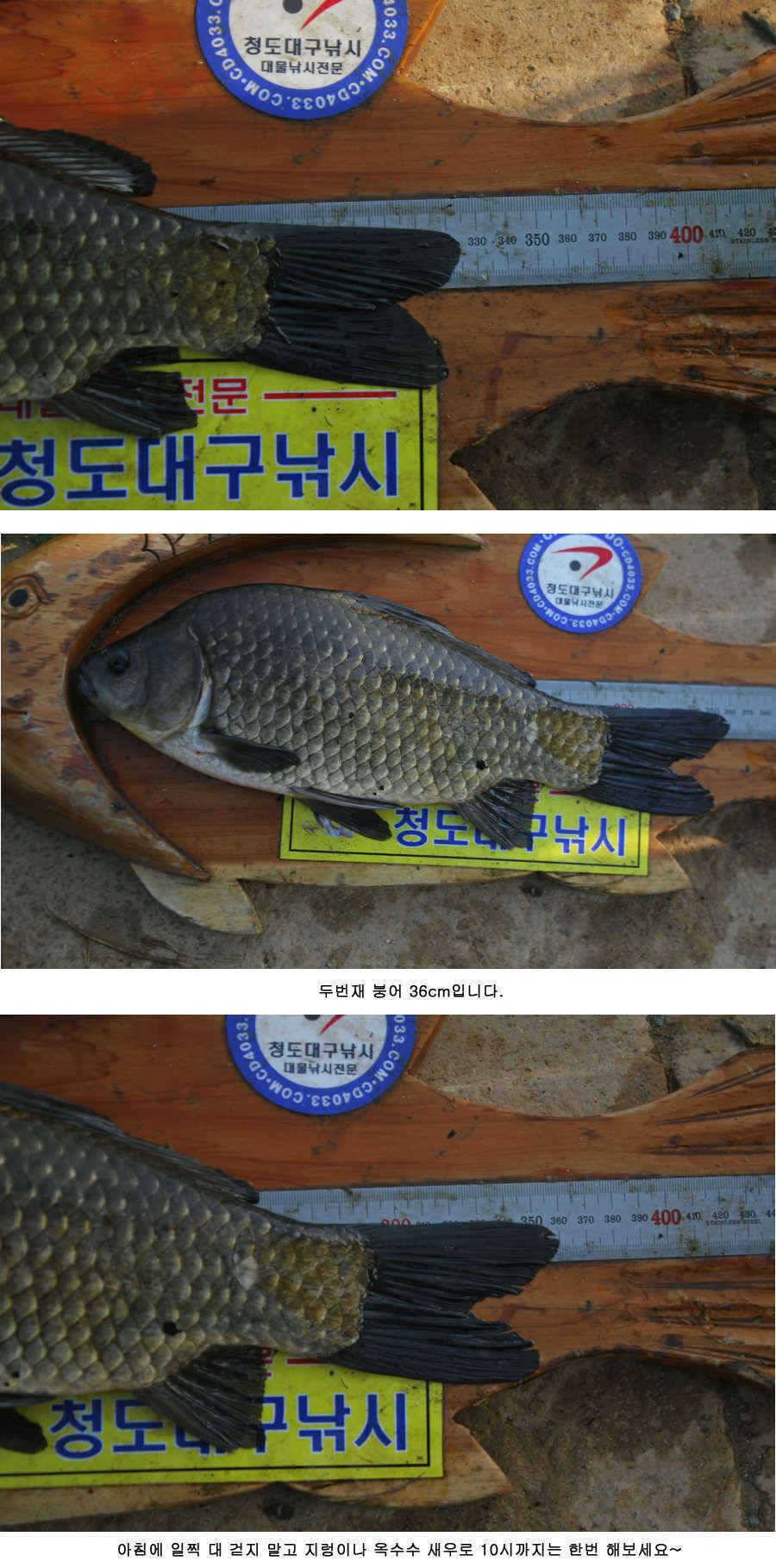 청도권 주말 조황30cm40cm호조황 (조황조행기 - 특파원조황)
