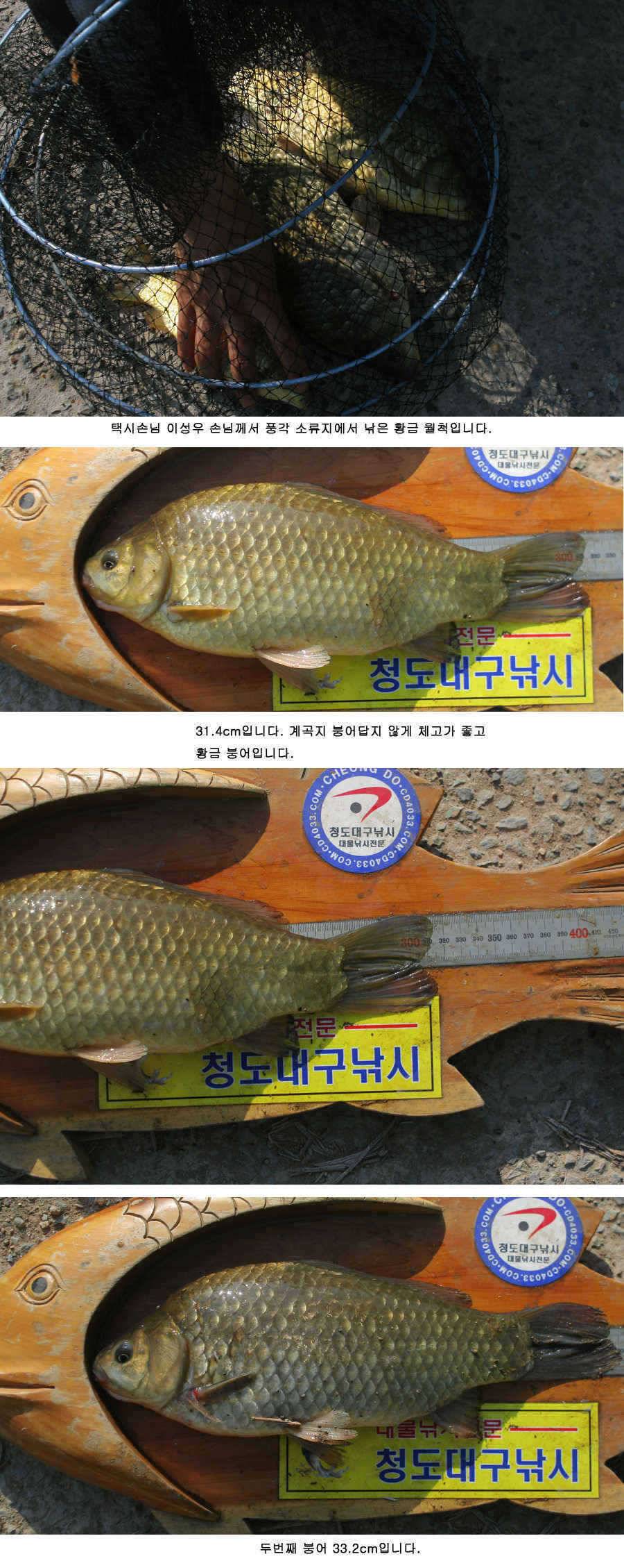 청도권 주말 조황30cm40cm호조황 (조황조행기 - 특파원조황)
